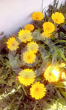 potÂ marigoldÂ Calendula officinalis